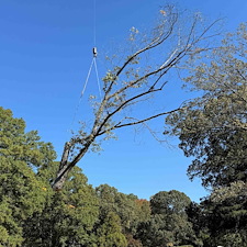 Tree-Removal-with-Crane-at-Woodlawn-Cemetery 12
